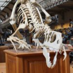 60 Anniversary of Museum of History